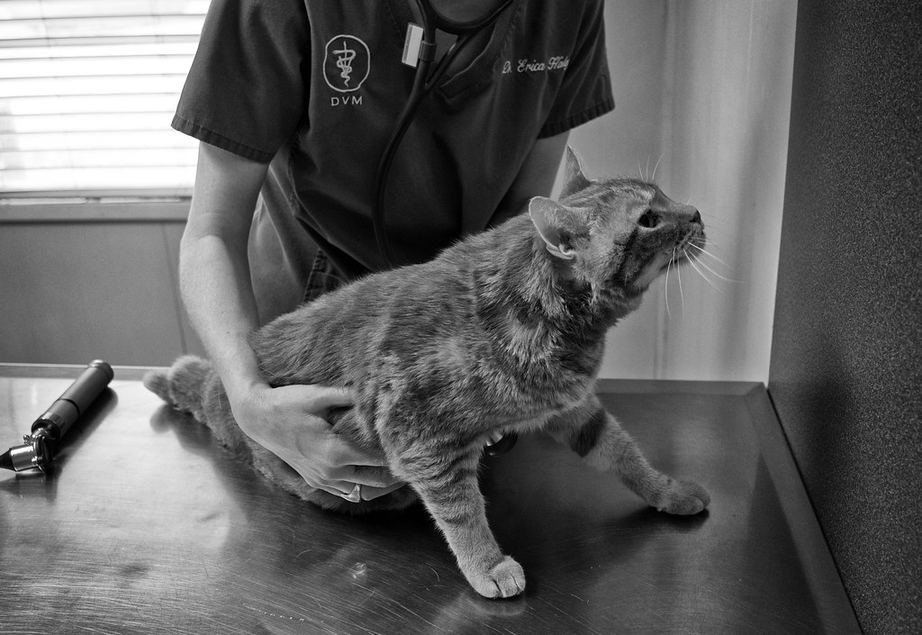 Veterinarian examining a cat on a clinic table during a health check