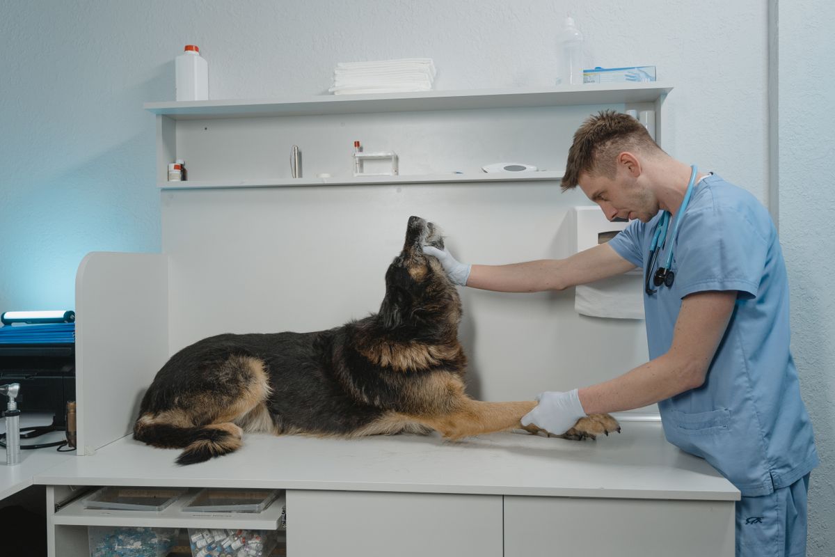 Vet and pet owner discussing a treatment plan and payment options for a dog