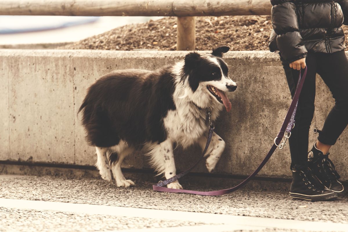 Owner walking a healthy Border Collie on a lead during cold weather