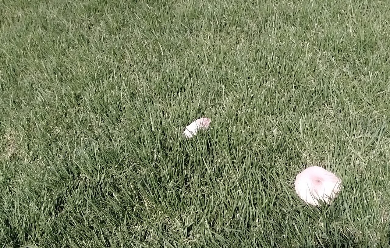 Wild mushrooms growing in lawn grass, a hidden poisoning risk for dogs