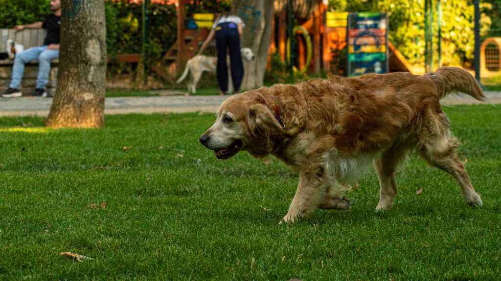 Golden retriever on a leash walking through a green Australian park in winter