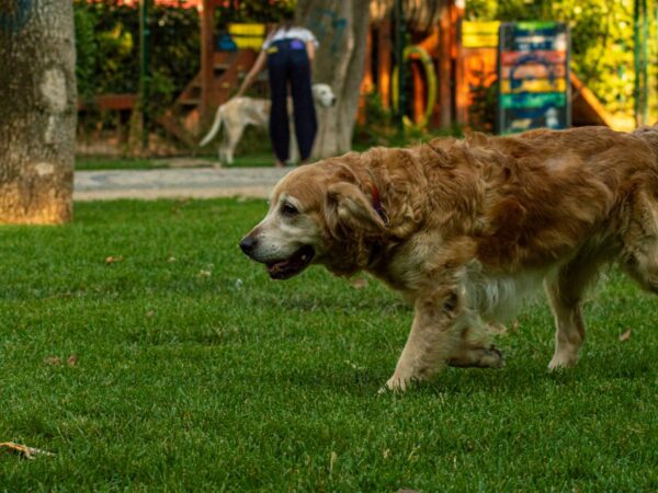 Golden retriever on a leash walking through a green Australian park in winter