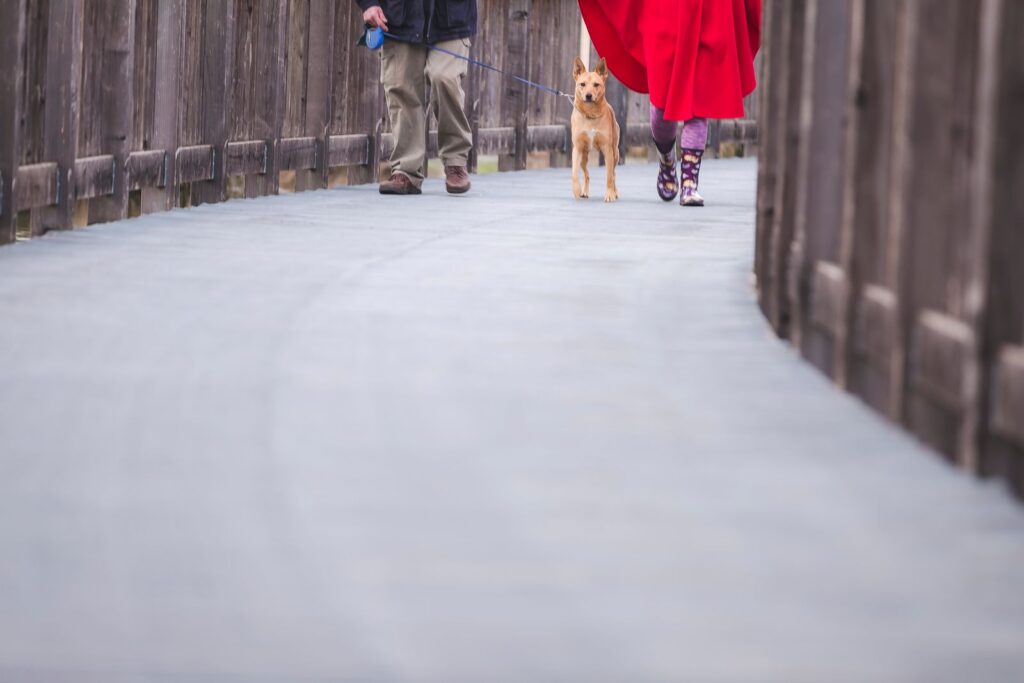 Owner walking a dog on a lead along a footpath at dusk in winter
