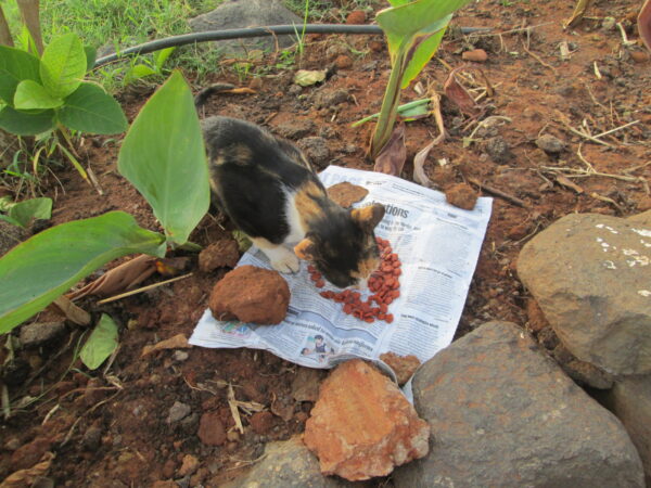 Australian cat eating from a bowl of cat food outdoors