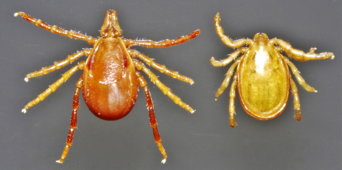 Close-up of Australian paralysis ticks (Ixodes holocyclus), an adult female and male