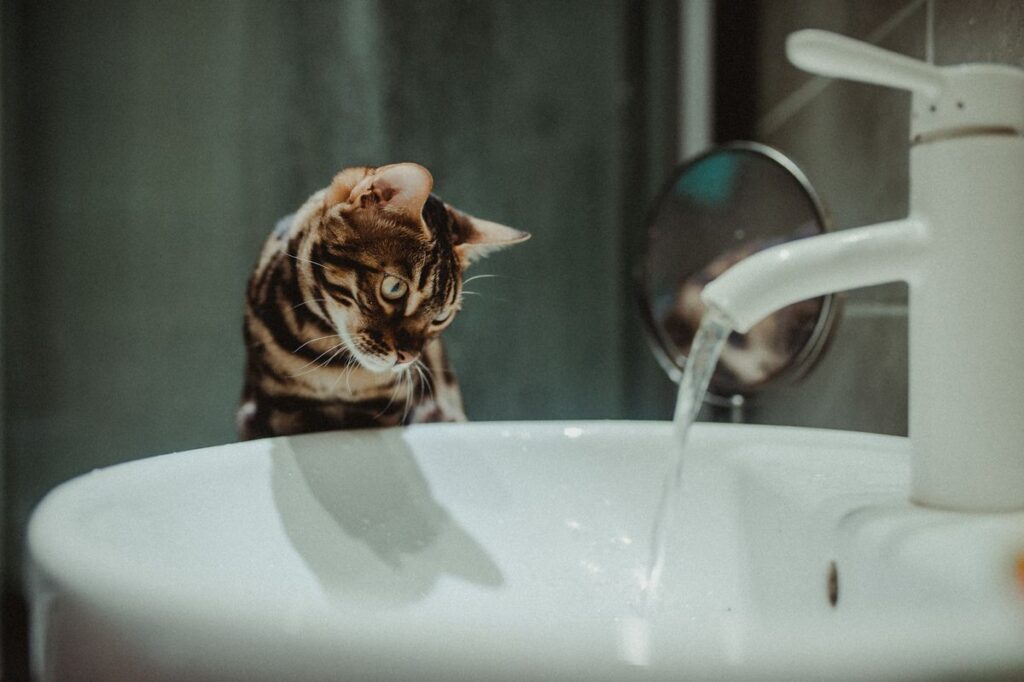 Bengal cat with spotted coat sitting indoors in an Australian home