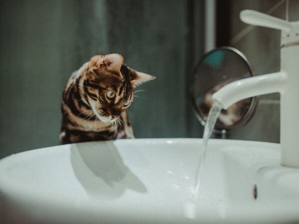 Bengal cat with spotted coat sitting indoors in an Australian home