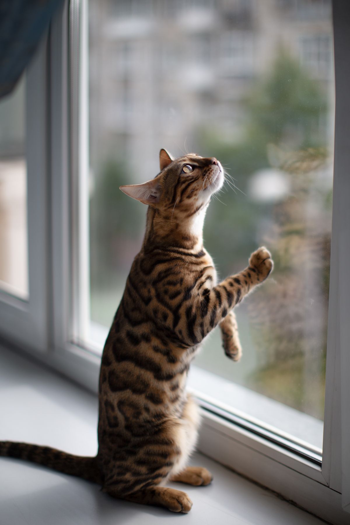 Close-up of a Bengal cat showing its rosetted markings