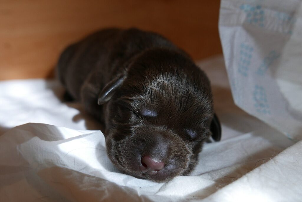 Young chocolate Labrador puppy sitting outdoors, illustrating a safe puppy purchase in Australia