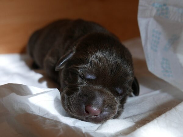 Young chocolate Labrador puppy sitting outdoors, illustrating a safe puppy purchase in Australia