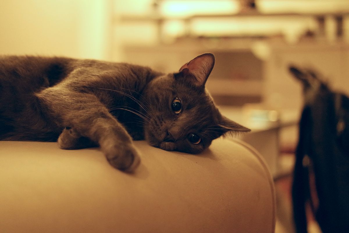 Close-up of a cat breathing calmly while resting on a couch