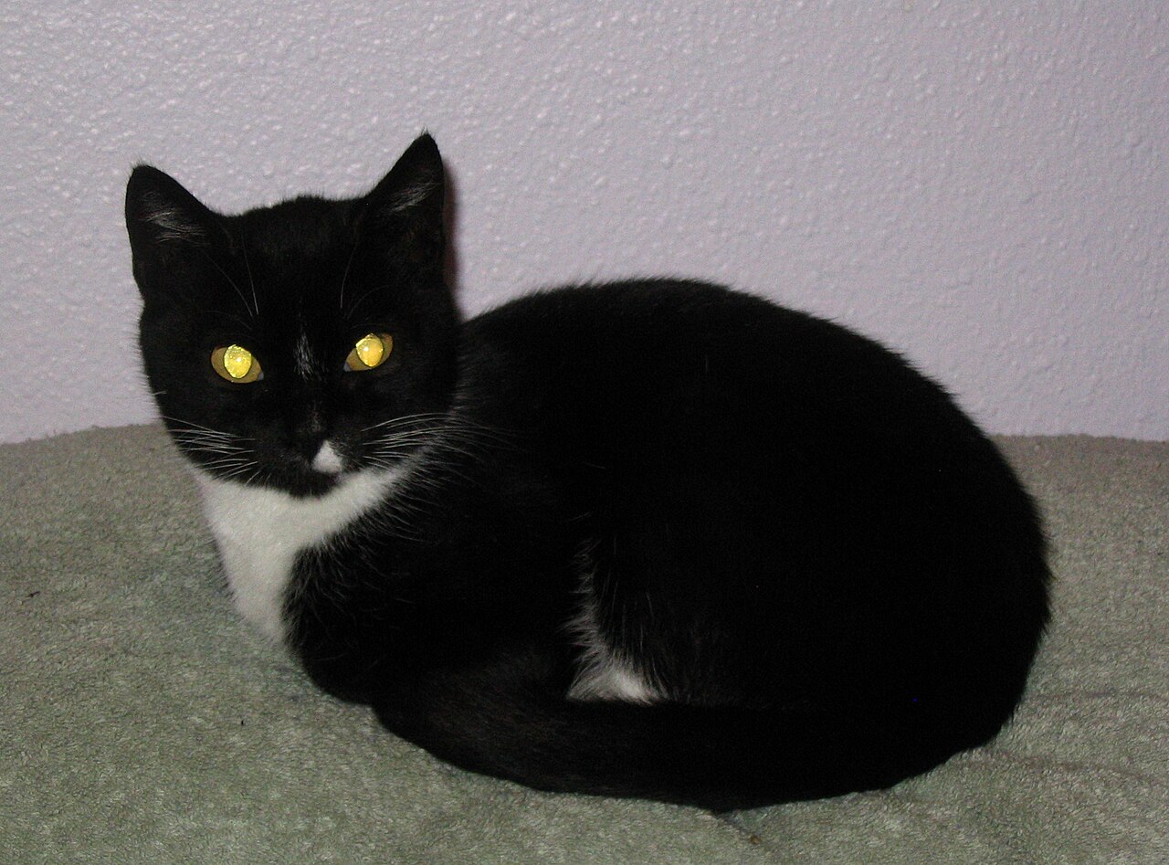 A cat curled up tightly in a warm spot to conserve body heat during winter