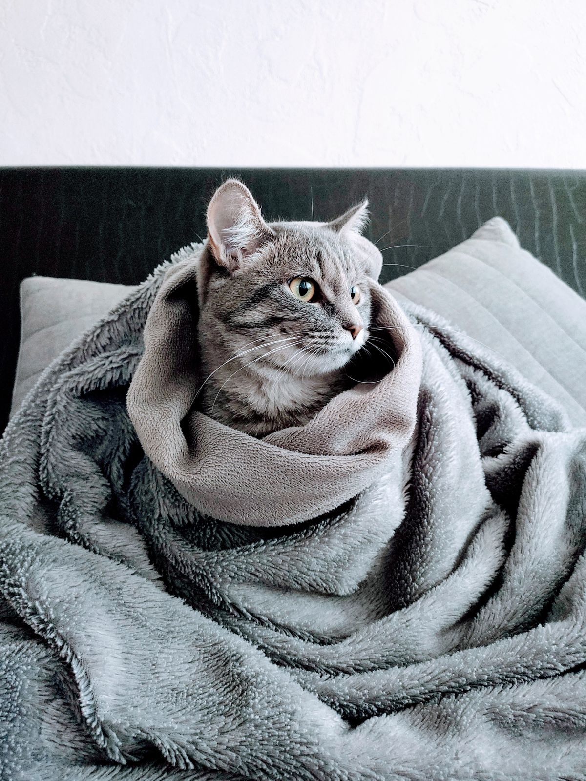 Cat curled up under a soft blanket keeping warm indoors during winter