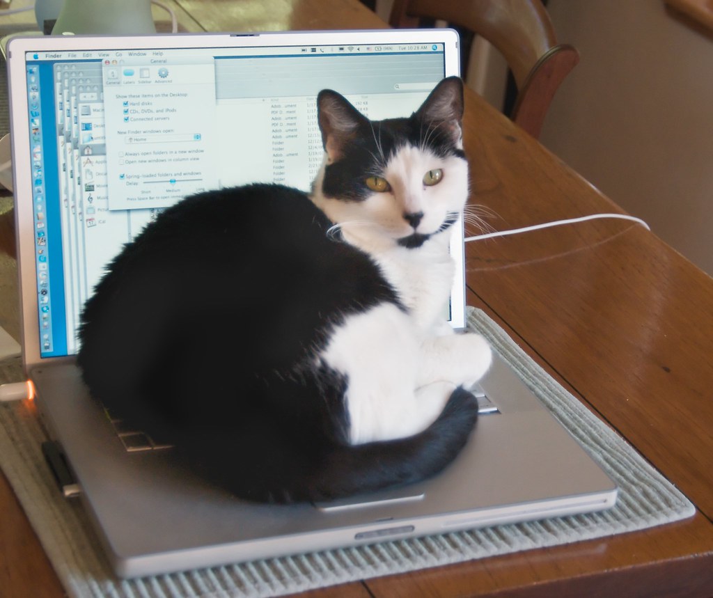 Cat curled up staying warm indoors during a cold Australian winter