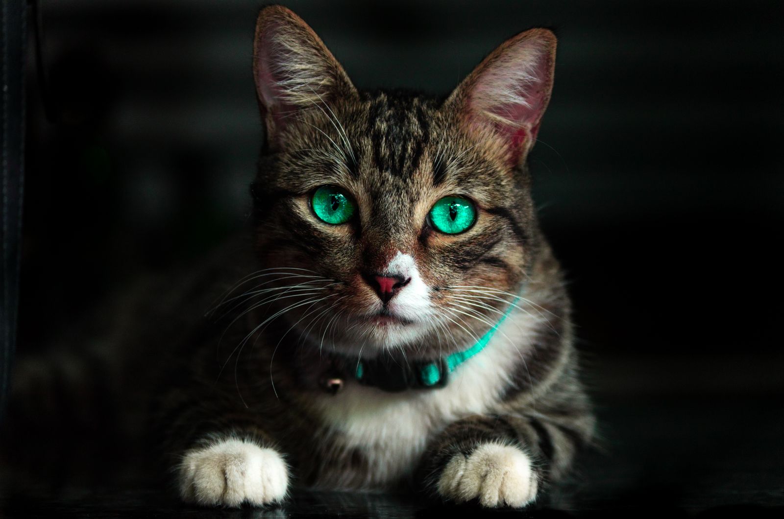 Cat drinking fresh water to help prevent winter urinary problems in Australia