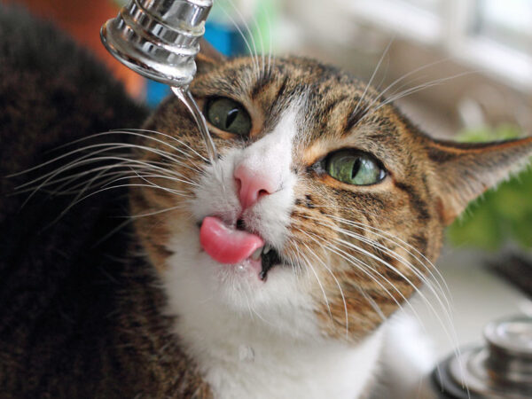 Tabby cat drinking fresh running water to stay hydrated in winter