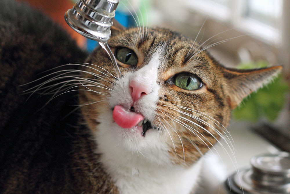 Tabby cat drinking fresh running water to stay hydrated in winter