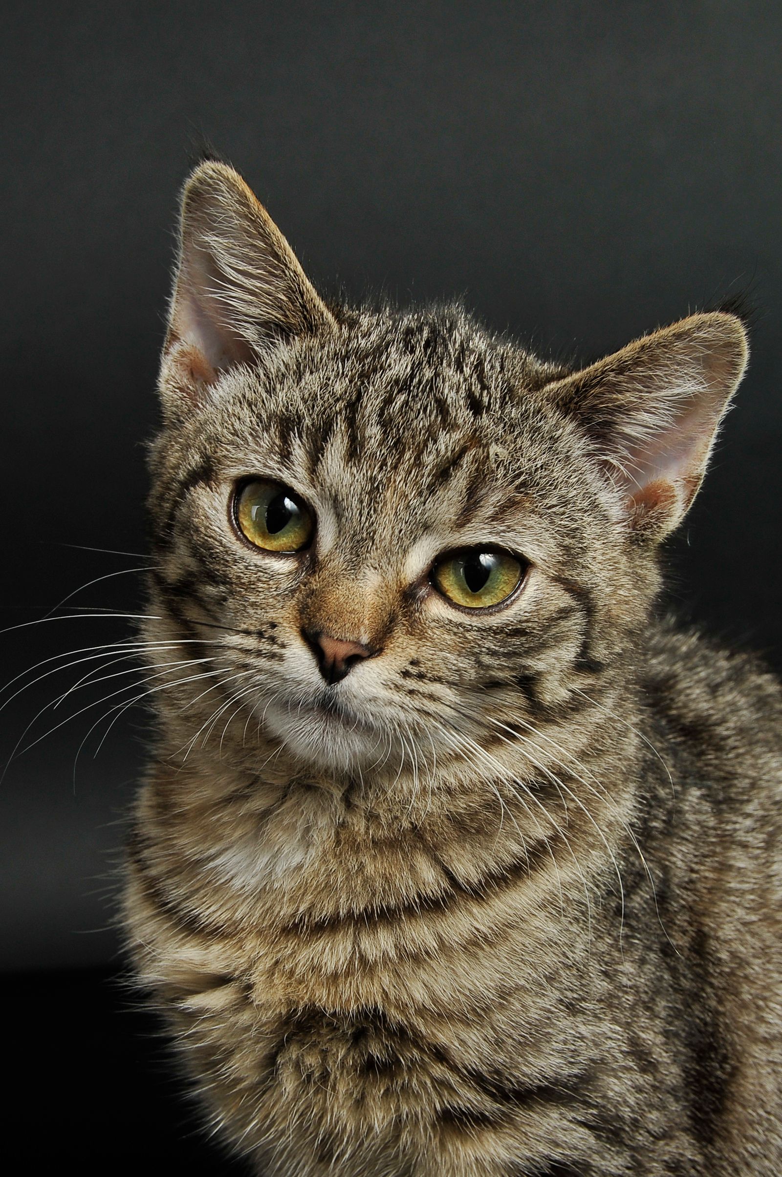 Close-up of an alert tabby cat, a breed prone to boredom without enough indoor stimulation