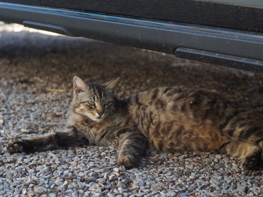 Cat hiding under a car where sweet-smelling antifreeze coolant can spill