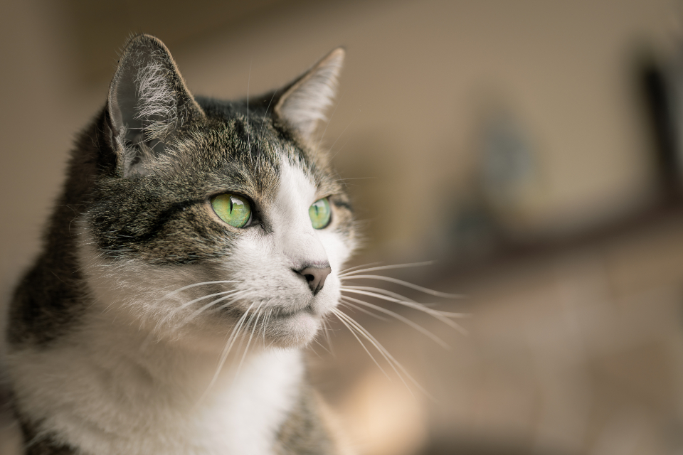 House cat resting indoors, safe from garage chemicals