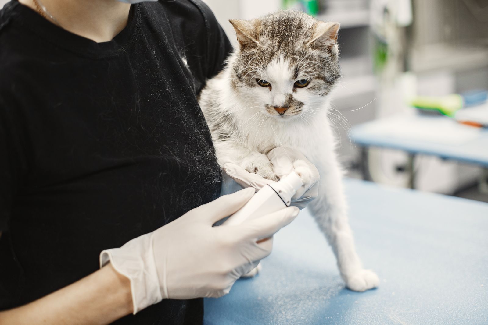 Veterinarian examining a cat on a clinic table during a senior health check