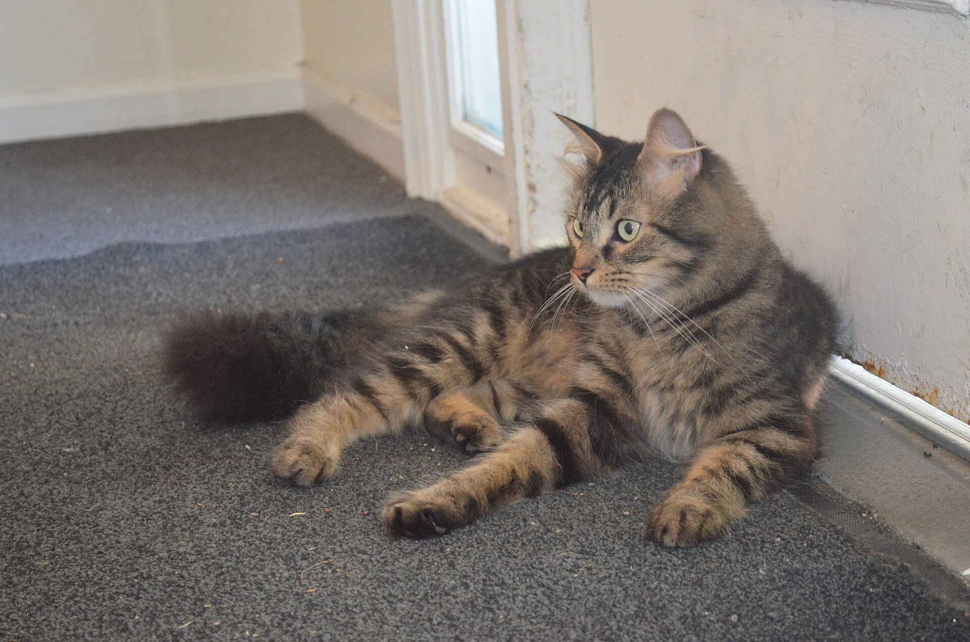 House cat sitting by an apartment doorway waiting for its owner