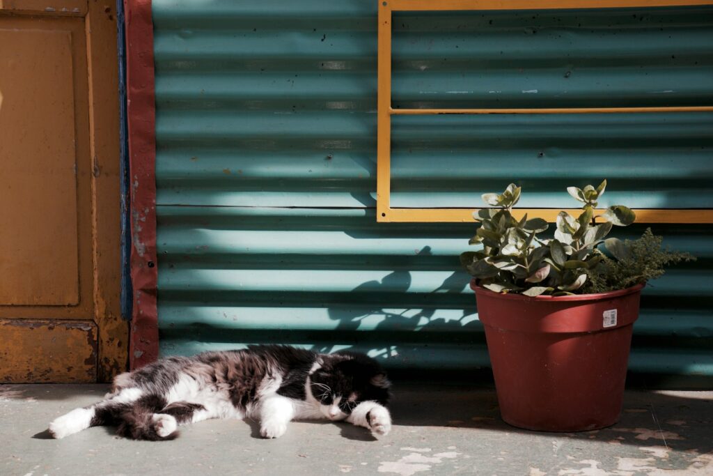 Cat resting beside a leafy indoor houseplant in an Australian home