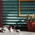 Cat resting beside a leafy indoor houseplant in an Australian home
