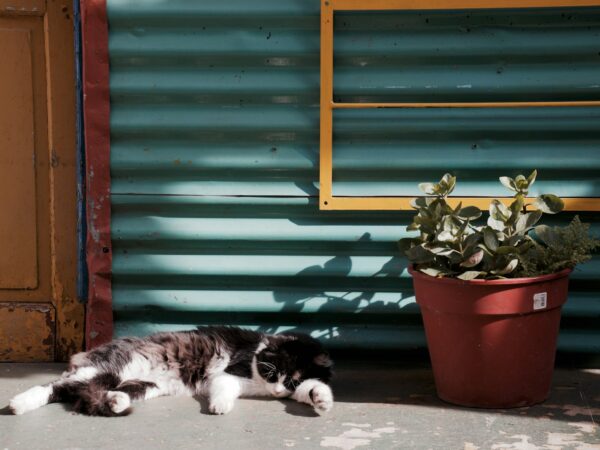 Cat resting beside a leafy indoor houseplant in an Australian home
