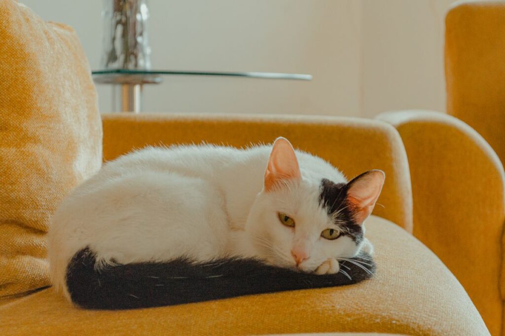 Relaxed tabby cat resting indoors during an Australian winter