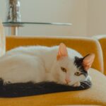 Relaxed tabby cat resting indoors during an Australian winter