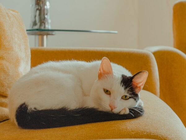 Relaxed tabby cat resting indoors during an Australian winter