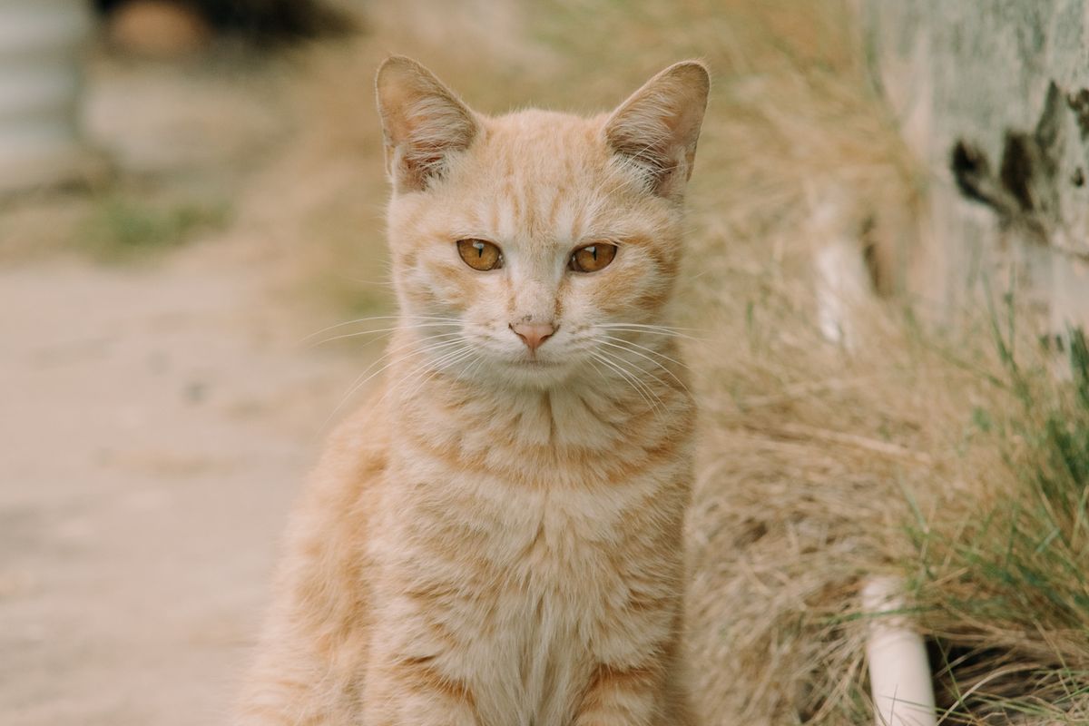 Ginger cat exploring a garden safely within a contained outdoor space