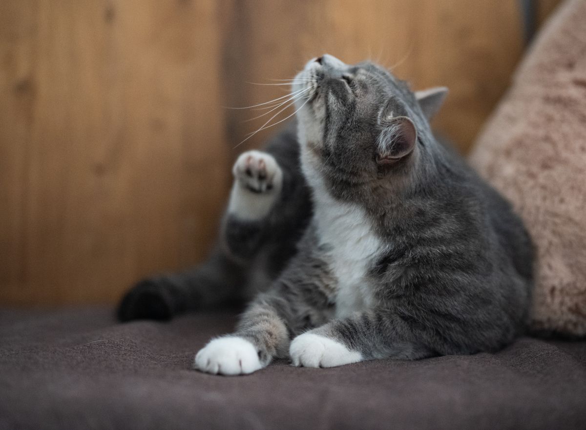 Grey and white cat scratching itself with a hind leg while sitting on a couch indoors