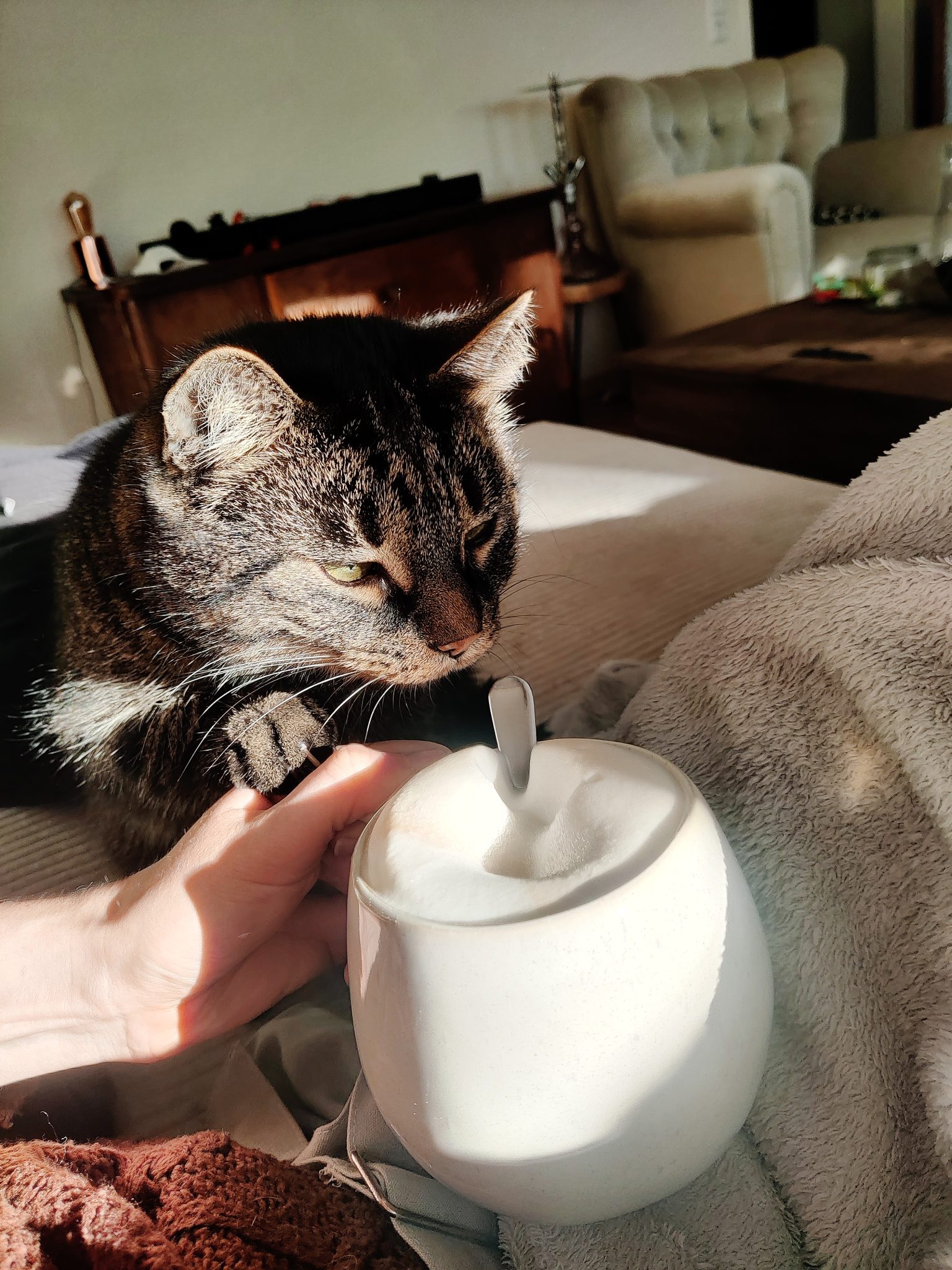 Tabby cat resting warm indoors, ideal conditions for fleas to breed in heated Australian homes