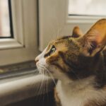 Indoor cat watching birds through a window in an Australian home