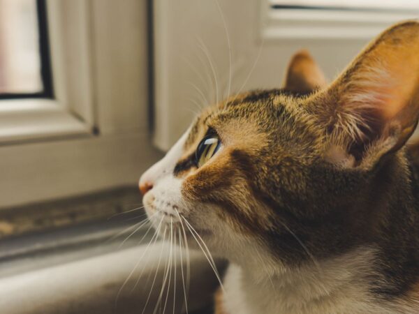 Indoor cat watching birds through a window in an Australian home