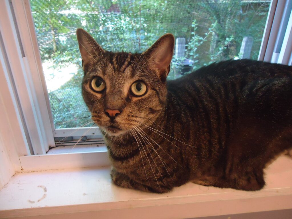 Cat sitting safely on an indoor window sill watching the garden