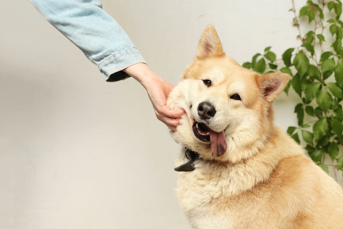 Owner gently checking a dog mouth and gums at home for signs of dental disease
