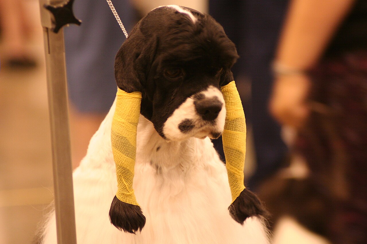 Groomed cocker spaniel, a breed prone to ear infections, having its ear checked