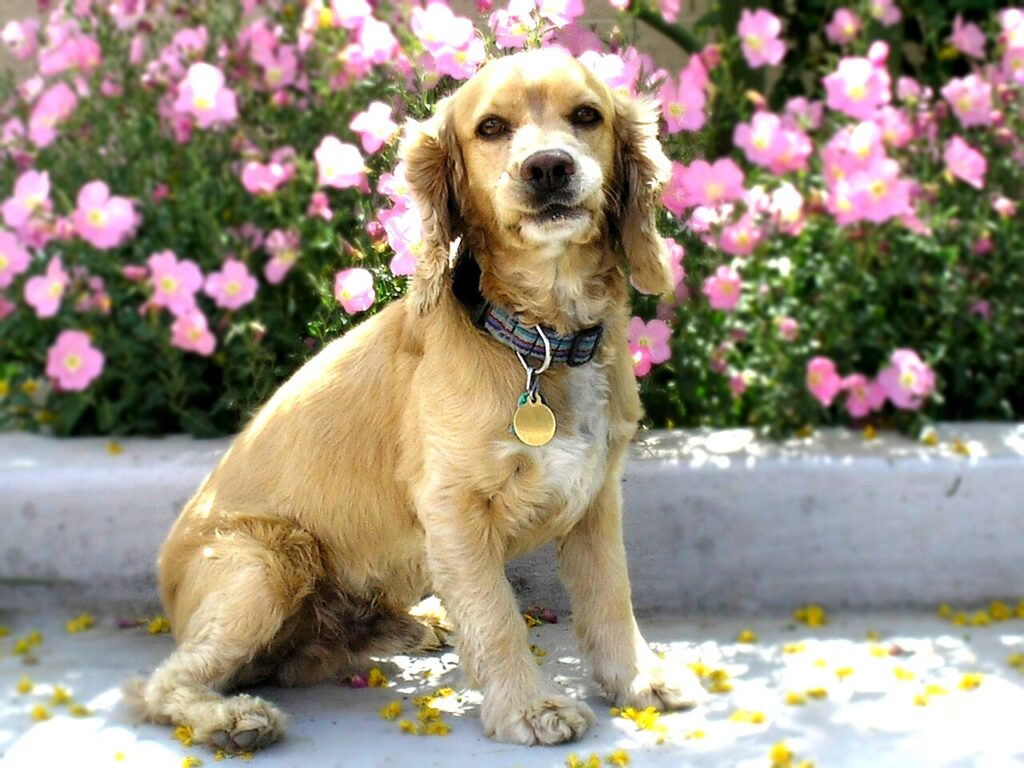 Cocker spaniel with long floppy ears sitting outdoors in winter