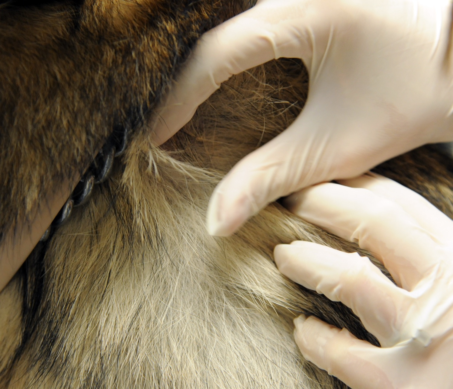 Veterinarian examining a dog during a clinic check-up in Australia