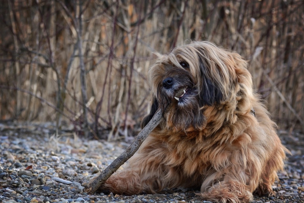 Dog chewing to help reduce plaque and tartar as part of a dental care routine
