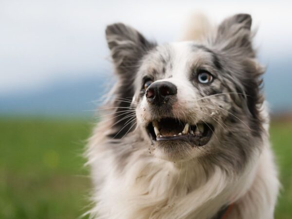 Healthy dog showing clean white teeth outdoors in an Australian field