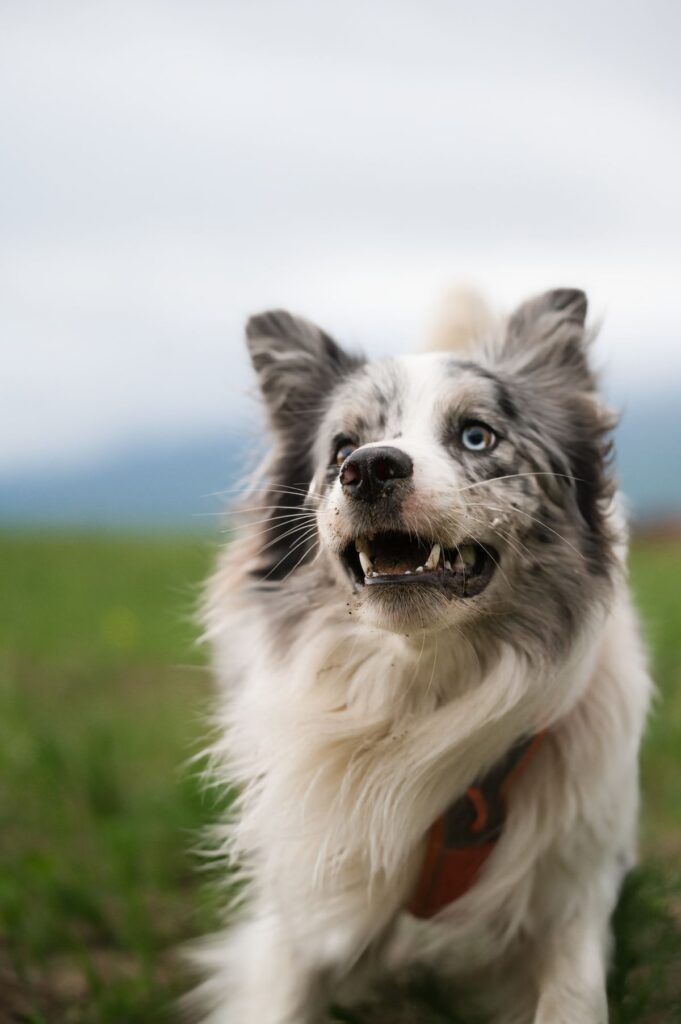 Healthy dog showing clean white teeth outdoors in an Australian field