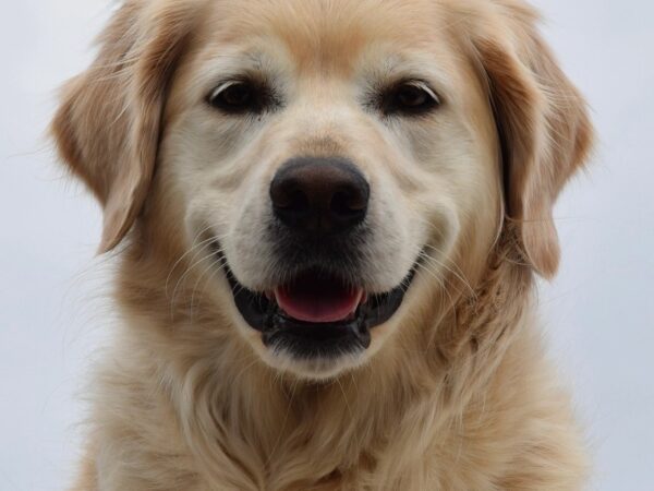 Healthy golden retriever showing clean teeth, illustrating good dog dental health for Australian owners