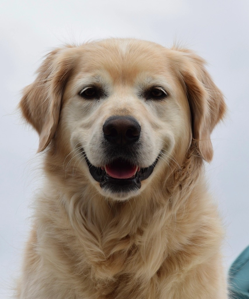 Healthy golden retriever showing clean teeth, illustrating good dog dental health for Australian owners
