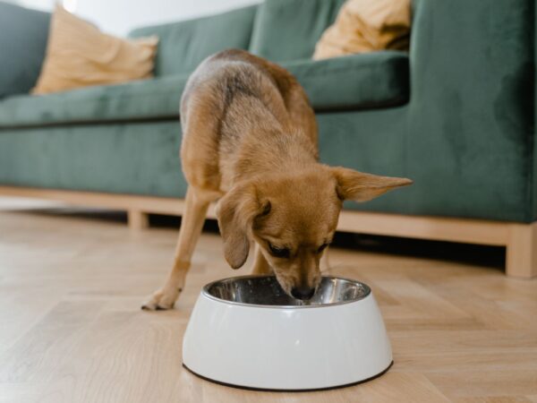 Small dog eating from a food bowl at home, illustrating everyday pet nutrition choices