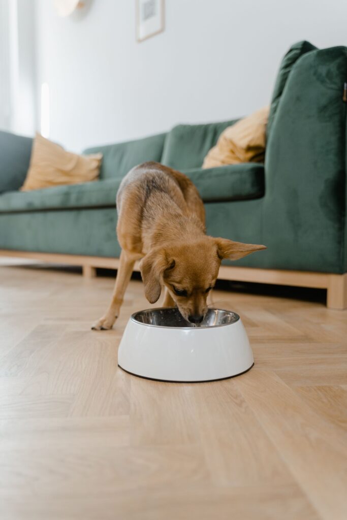Small dog eating from a food bowl at home, illustrating everyday pet nutrition choices