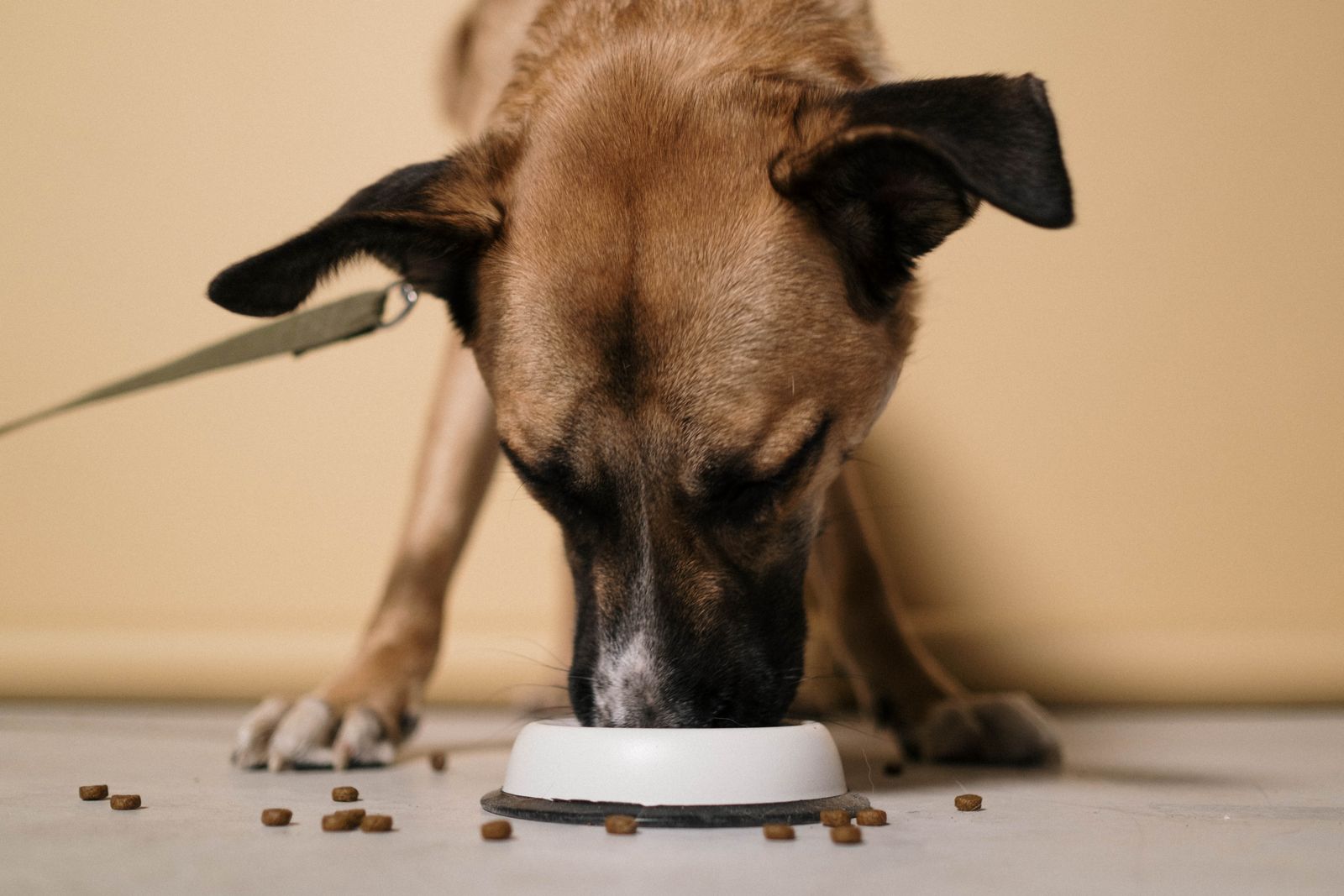 Small dog eating kibble from a bowl indoors during winter